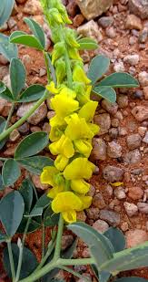 Image result for Crotalaria quarrei