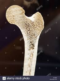 That would be a transverse section, when the body is split into top and bottom (superior and inferior) sections. Cross Section Bone Human Stockfotos Und Bilder Kaufen Alamy