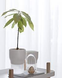 Check spelling or type a new query. Growing And Repotting Avocado Tree My Full House Com Avocado Tree Avocado Plant Indoor Avocado Tree