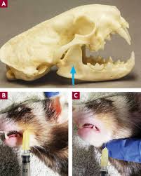 The last upper premolar and first lower molar of the cat, since it is a carnivore, are called carnassials and are used to slice meat and skin. Ferret Dentistry No Weaseling About It Today S Veterinary Nurse