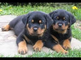 2,968 likes · 4 talking about this. Rottwieler Puppies For Sale In Charlotte North Carolina Nc Lexington Clemmons Fuquay Varin Youtube