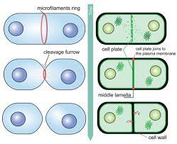 This type of cell division is good for basic growth, repair, and maintenance. Mitosis Ck 12 Foundation