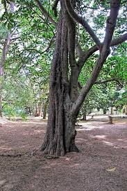 Image result for Ficus saussureana