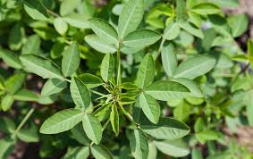 Image result for Crotalaria alticola