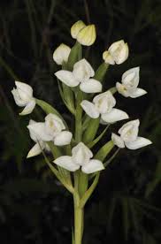 Image result for Habenaria malacophylla