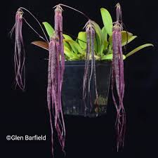 Image result for Bulbophyllum sandersonii