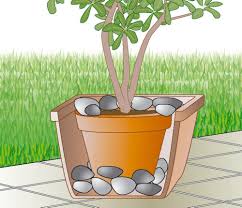 Windschutz Fur Kubelpflanzen Kubelpflanzen Pflanzen Balkon Pflanzen