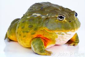 Image result for Pycreus africanus