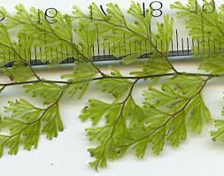 Image result for Hymenophyllum capillare
