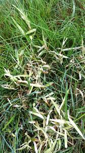 Spread is mostly due to Nimblewill Grassdaddy Net How To Kill Nimblewill In Your Lawn