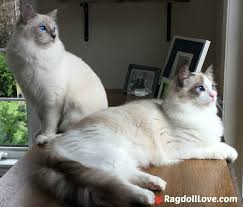 Cats that do not shed are hairless cats, such as the sphinx cat, and the devon rex cat sheds less than more common breeds. A Ragdoll Coat Quick Guide For The Ragdoll Cat Owner