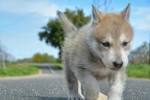 Wolfdog Puppies For Sale by Reputable Breeders | Pets4You