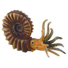 Сирша ронан, питер грегсон, клэр рашбрук и др. Ammonite Model 1018515 W12400 Fossils 3b Scientific