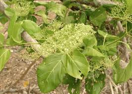 Image result for Premna serratifolia