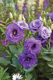 Image result for eustoma lisianthus in garden