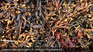 the phenomenal bay of fundy your discovery bbc storyworks