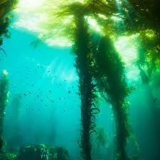 Image result for Kelp Green 2007 S-Max