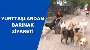 Ankarali Hayvanseverlerden Golbasi Hayvan Barinagi Na Ziyaret Youtube