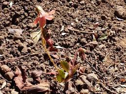 Image result for Hermannia depressa