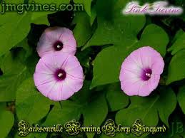 Image result for Ipomoea trinervia
