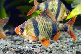 Top 10 Budget Fish Choosing A Pet Pet Talk