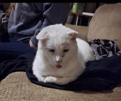 We ♥️ Adoption Updates! So happy for this precious boy, good things come to  those who wait!🥰