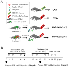 Experimental Protocol Of Treg Cell Adoptive Transfer And The Airway Download Scientific Diagram