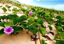 Image result for Gouania tiliifolia