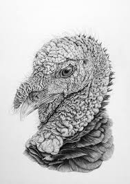 Turkey Realistic Drawings Turkey Drawing Monochrome Art
