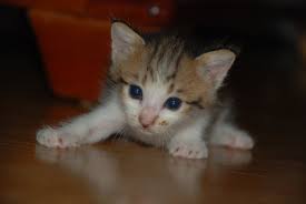 How To Use Lemon To Kill Fleas On Newborn Kittens Cats Animals Mom Com