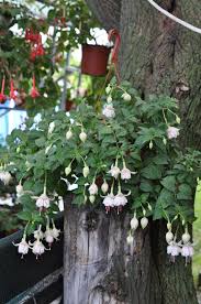 Elsy De Pauw Cvety Rasteniya Lyubimye Cveta