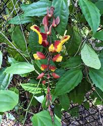 Image result for Thunbergia mysorensis