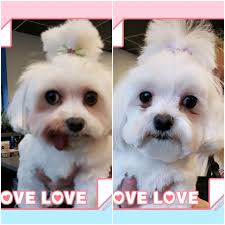 Sweet boy Maxi🥰 Hip-La-Chic Paws Pet Grooming Parlour is a professional,  trend setting, glamour styling, pet grooming parlour. We love paws! Working  with animals is our passion! We therefore provide a caring