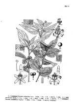 Image result for Grewia trichocarpa