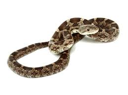 The following is a list of some common rat snake species' ranges and habitats. Black Rat Snake Pantherophis Obsoletus Reptiletalk Net