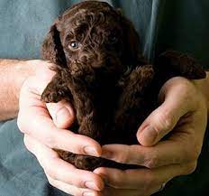 9 Barbet Ideas Water Dog Dogs Puppies