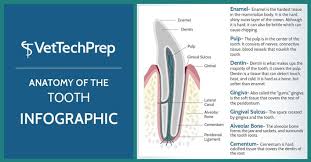 Image result for Tooth Anatomy