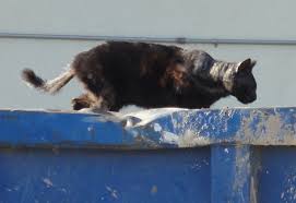 There are many reasons why somebody might need to give up their pet. Shelter Refusing Animals Here S What To Do Peta