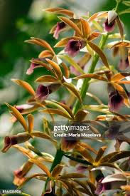 Image result for Phaius