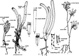 Image result for Hydrocharitaceae