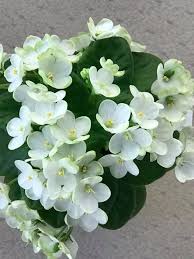 In other words, they're the perfect plant for busy (or forgetful) folks. African Violets What S Old Is New Again