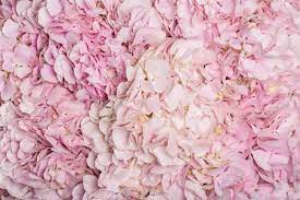 Hydrangea nature pink flower garden plant bloom flora blossom colorful. Beautiful Background Of Natural Hydrangea Flowers Wallpaper Stock Photo Picture And Royalty Free Image Image 140310791