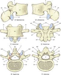 Image result for Lumbar vertebrae