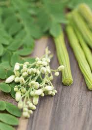 Image result for Moringa oleifera