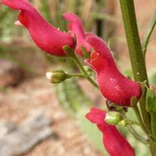 Image result for Scolopia rhamniphylla