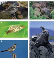 Columbia lakes by castlerock communities city: Adaptation And Diversification On Islands Nature
