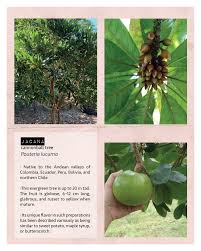 Image result for Sapotaceae