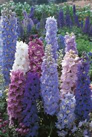 Top 10 Easy Perennial Plants To Grow From Seed Delphinium Flowers Beautiful Flowers Delphinium Plant