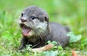 Pin By Sandy Moix On Otters Cute Animals Otters Cute Baby Otters