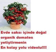 Evde Saksida Domates Yetistirin Growing Tomatoes Growing Tomatoes Indoors Growing Tomatoes In Containers
